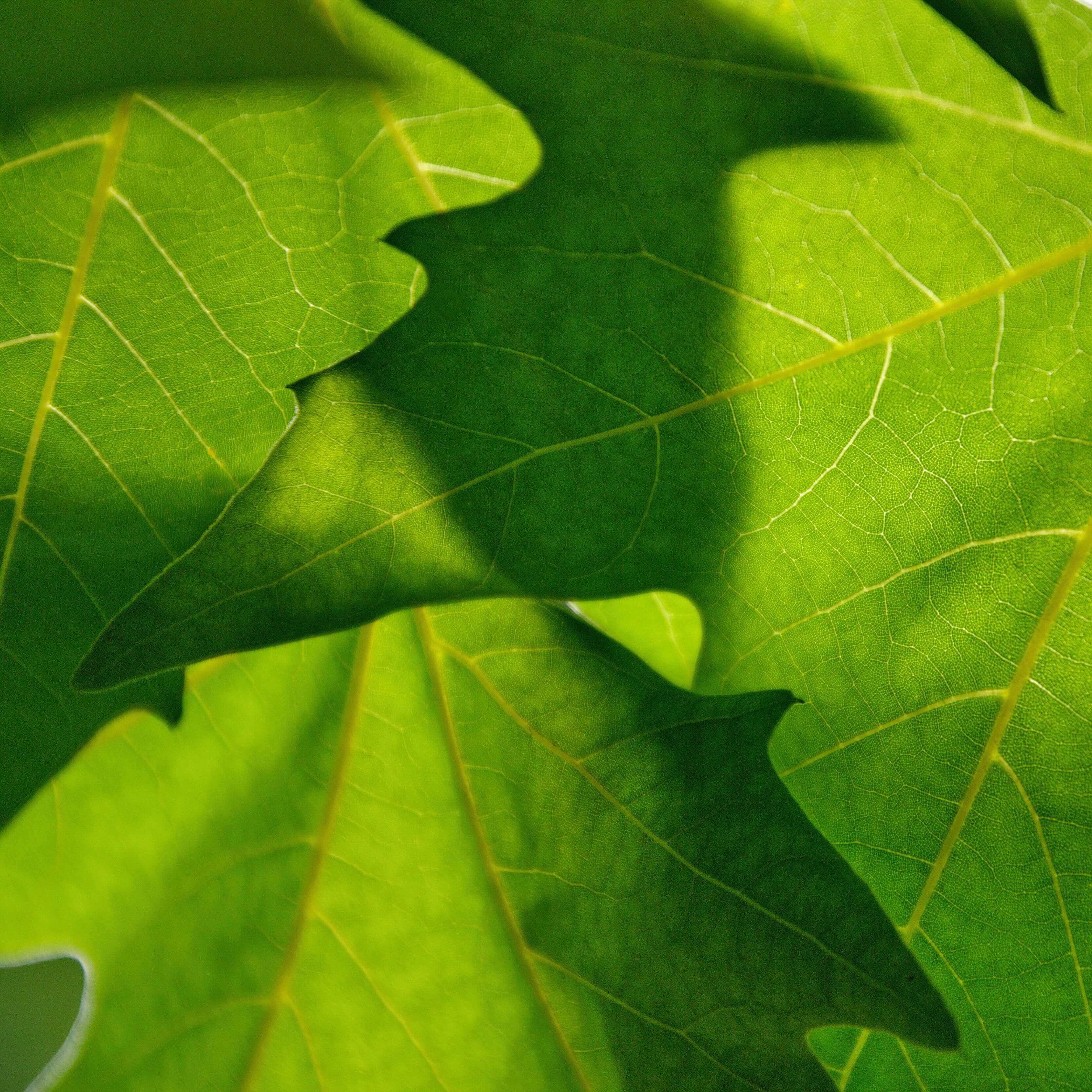 Plantas